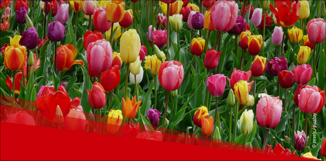 260321_Header_Fruehling