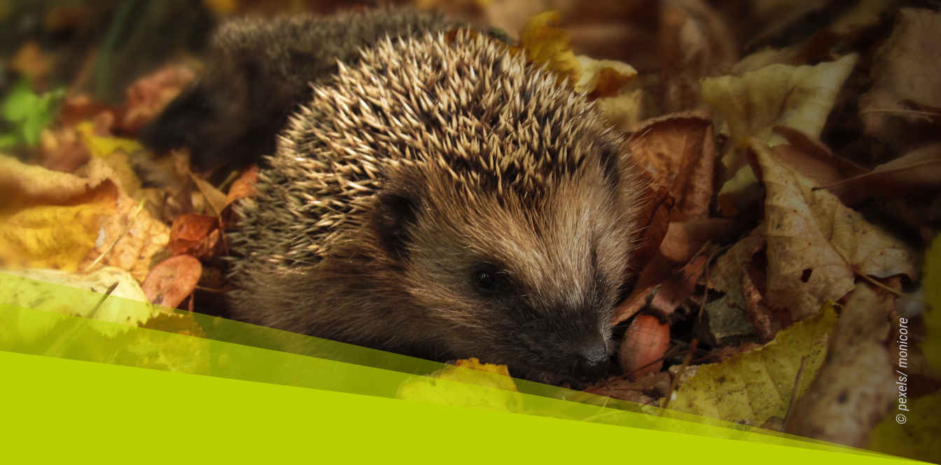 Header_Kita-Igel